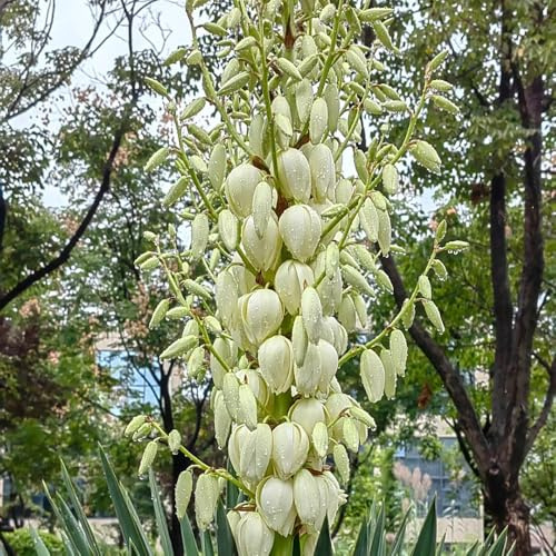lirio de palma silvestres de balcón perennes resistentes decoración interior balcón resistentes semillas jardín comprar 40pcs