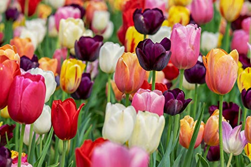 50 X Tulipa Mix - Tulipani misti - Calibro Superiore