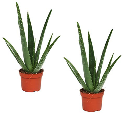 Italy Green Life - 2 Piante di Aloe Vera Gel Puro con effetto Curativo e Azione Depurativa, Altezza alla Consegna 30-40 cm, Dimensione del vaso Ø 12cm, Piante Grasse Vere da interno ed esterno
