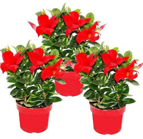 Dipladenia Lot de 3 plants de jasmin piment Rouge 10 cm