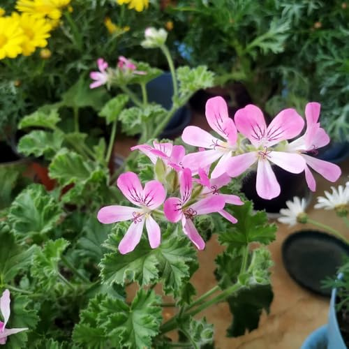 semillas de geranio perfumado, medicinales, interior de geranio limón, exóticas resistentes de jardín de rocas, jardín 80pcs