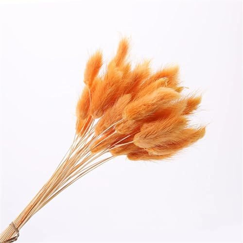 FOSANGPUSHI Getrocknete Blumen,100 Stück 45 cm natürliches Hasenschwanzgras, echter Blumenstrauß, Hochzeitsdekoration, Pampasgras, Boho-Heimdekoration, Orange