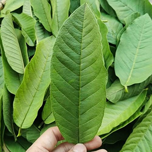 HELLOYOUNG Infusión De Hojas De Guayaba a Granel Infusión Artesanal Alimento Verde Bebida Con Sabor a Frutas Mixtas Té Aromático Con Azúcar Controlada (500g)