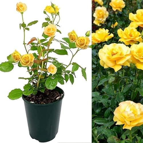 Rose Bush Keep Smiling - Floribunda Yellow Rose Bush for The Garden in a 3 Litre Pot (1 Plant)