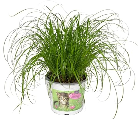 Planta Viva – Cyperus Natural Apto para Gatos y Decoración Exterior