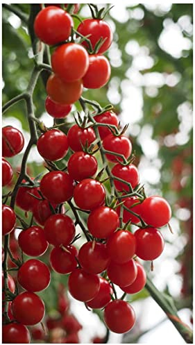 PREMIER SEEDS DIRECT - Tomato Seeds - CROKINI F1 - Blight Resistant (80 Seeds)