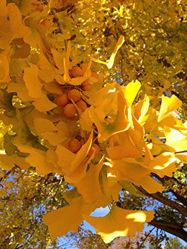 Portal Cool Ginkgo Biloba - Il Ginko Biloba - Un fossile vivente - 5 Semi