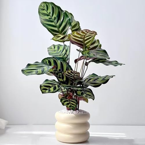 pflanzensamen zimmerpflanzen ziergräser gartensamen Kalathee blumen samen aussaat immergrüne kübelpflanze saatgut gartenblumen grünpflanzen, balkonpflanzen steingartenpflanzen bonsai 30pcs