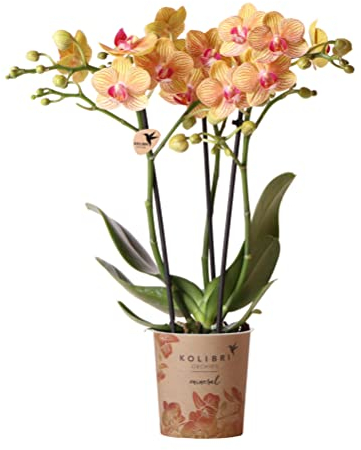 Kolibri Orchids | orange Phalaenopsis Orchidee -35cm hoch - Topfgröße Ø9cm | blühende Zimmerpflanze - frisch vom Züchter