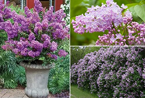 Purple Lilac Seeds |Syringa Vulgaris | 50+ Seeds | Frangrance | Bees