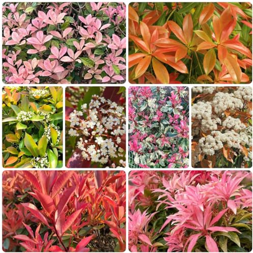 Photinia del petirrojo rojo Decoraciones otoñales un jardín resistente Photinia fraseri de jardín exóticos de rápido crecimiento balcón en macetas 225semillas