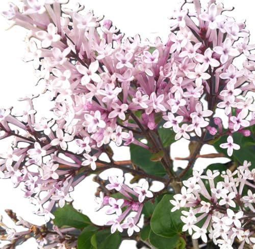 Zwerg Flieder Duftflieder Syringa meyeri 'Palibin' lila 30-40 cm