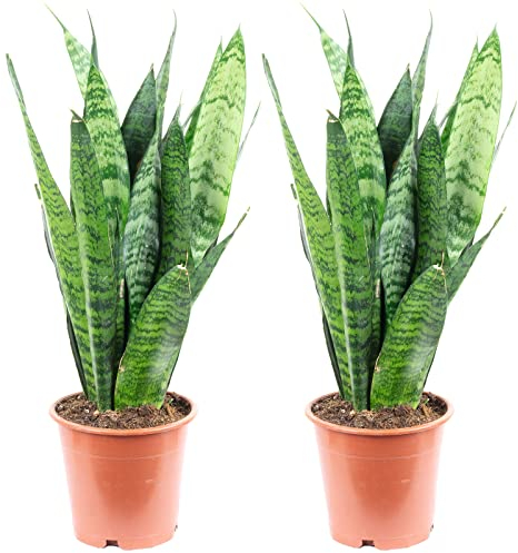 Lot de 2 chanvre arqué, plantes d'intérieur faciles d'entretien, Sansevieria trifasciata, corail noir, hauteur : env. 35 cm, diamètre du pot : 12 cm