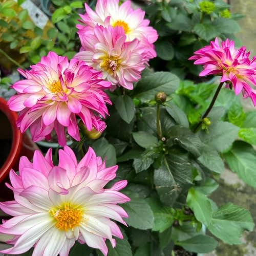 8bulbi dalie tuberi cipolle rustica perenne, resistenti per il giardino da balcone, crescita Vere, primaverili