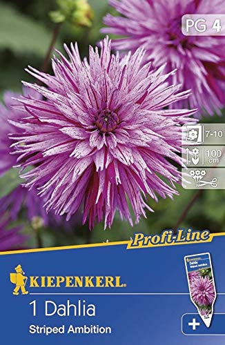 Kiepenkerl Blumenzwiebel Gefranste Dahlie 'Striped Ambition' |Schnittblume | pink | 1 Knolle