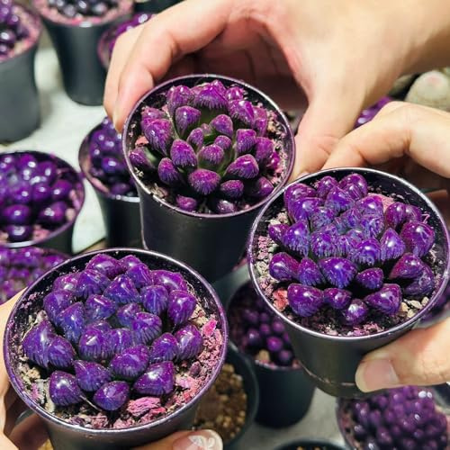 semillas suculentas, de interior semillas de en para exterior orgánicas de jardín 100pcs