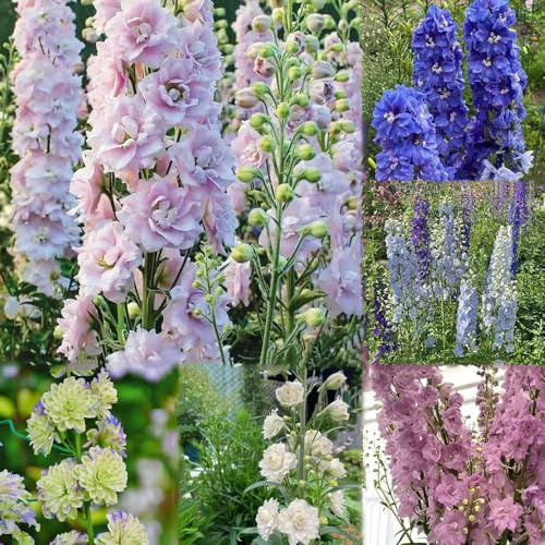 rittersporn balkonpflanzen stauden winterhart mehrjährig, blumensamen mehrjährig winterhart, blumenwiese exotische rittersporn 200samen