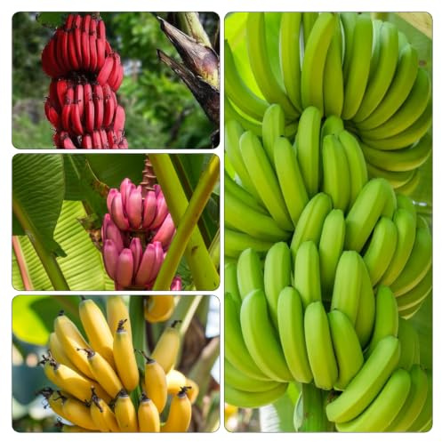 banano - giardino in vaso raro esterno balcone interna resistenti 300semi