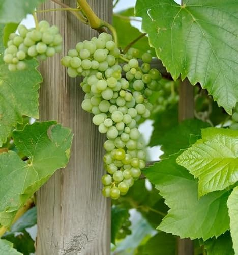 Lakemont, pilzfeste Weinrebe, kernlos, hell, 60-80cm im 9x9cm-Topf