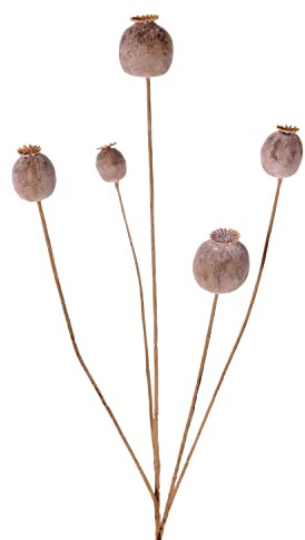 artplants.de Mohnkapsel künstlich FILOMELA, Hellbraun, 75cm | Kunst Mohnkapsel