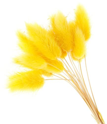 50 natürliche getrocknete Blumen, Plüsch, bunt, Kaninchenschwanz, Gras, Fuchsschwanz, lange Bündel, künstliche Pflanzen, Dekoration (gelb)