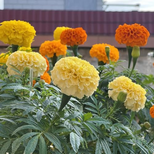 ringelblumensamen bio, hochbeet für balkon winterharte stauden gewächshaus deko alte sorten kübelpflanzen 300pcs