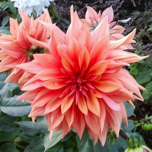 Dahlienknolle : Dahlia - Deko Dahlien  Labyrinth  1 Knolle/Rhizom