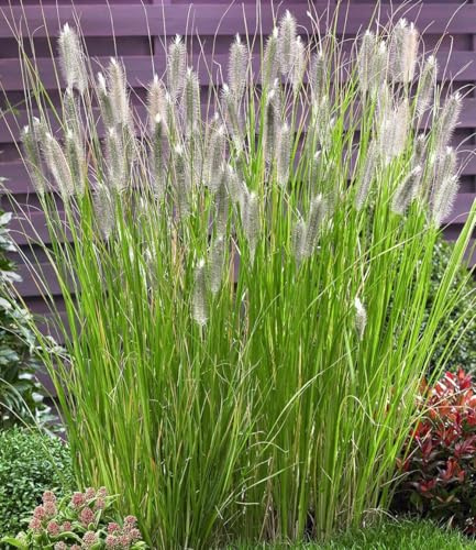 BALDUR Garten 3x Lampenputzergras Magic, Pflanzen im 9x9 cm-Topf | Pennisetum alopecuroides Magic, Ziergras, 3 Pflanzen pro Quadratmeter , winterharte Staude, trockenresistent, blühend