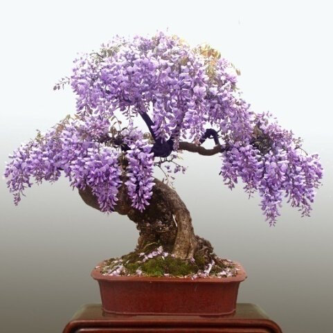 Wisteria Albero Semi Indoor Zier-Mini-Bonsai mit 10 Stück