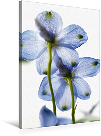 Premium Textil-Leinwand 50 x 75 cm Hoch-Format Ritterspornblüte | Wandbild, HD-Bild auf Keilrahmen, Fertigbild auf hochwertigem Vlies, Leinwanddruck von Gisela Kruse