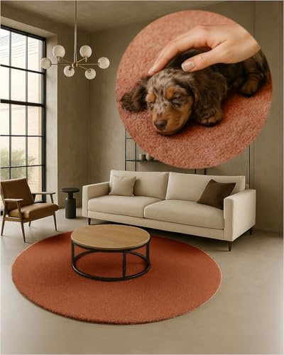 TEXMAXX Weicher Kurzflor Teppich Wohnzimmer mit rutschhemmender Rückseite (120 x 120 cm Rund) - Modern für Flur, Esszimmer und als Schlafzimmer Teppich in Kupfer - Waschbar bis 30 Grad
