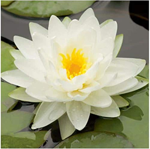 Live Water Lily Tubers | Pre-Grown Hardy Lily Rhizome in White, Pink, Red, Yellow, Orange, Purple (White)