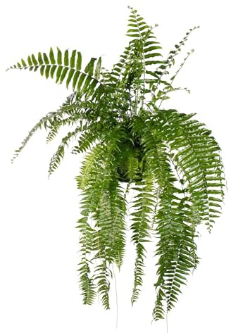Schwertfarn – Nephrolepis 'Macho' – XXL Zimmerpflanze – 100 cm hoch – Ø20 cm – Luftreinigend & Pflegeleicht – Für Wohnzimmer & Büro