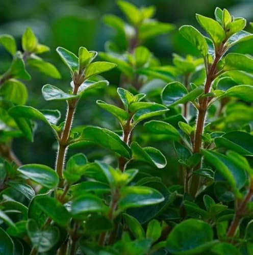 1 Pack of 2000 SEEEDS Sweet Marjoram