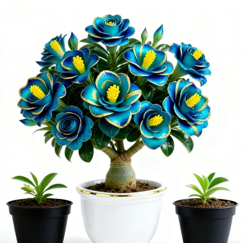 Rosa del deserto bonsai Per fioriere,eleganti,Adenium obesum vera,Capolavori in vaso di premium a rapida crescita brillante,Bellezza Ambiente,garden stakes.-3unità-D