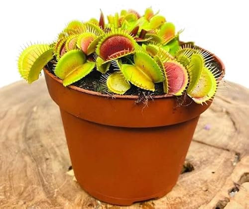 Planta Carnívora PREMIUM Dionaea Muscipula