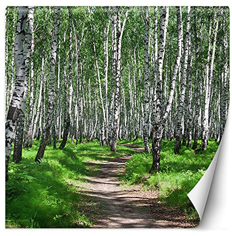 Feeby Fototapete XXL Natur Pflanzen Weg 200x200 cm Grün Vliestapete Moderne Design Wandtapete Küche Flur Wohnzimmer Büro Badezimmer Kinderzimmer Birkenwald Ansicht