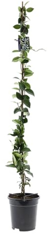 Sternjasmin 110-120 cm im 2L Topf (1, Weiß)