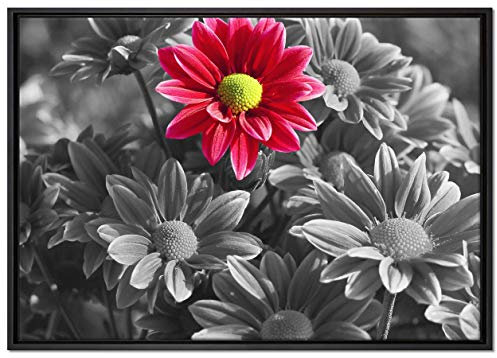 Pixxprint wunderschöner Chrysanthemen Strauß Leinwandbild 100x70 cm im Bilderahmen, Wandbild, Schattenfugenrahmen, Kein Poster