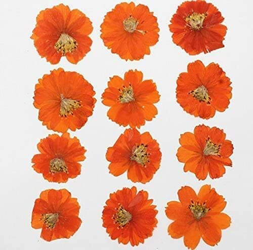 Natürliche Getrocknete Blumen Pflanzen DIY Schmuck Handwerk Home Dekorationen, 50pcs Gepresste Getrocknete Kosmos Sulphureus Cav.Flower Pflanze Herbarium for Postkarte Phone Case Lesezeichen Handwerk