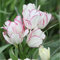 Tulipán bulbos/Tulipán raro/Perenne tolerante al frío/Mezcla de bulbos de tulipán