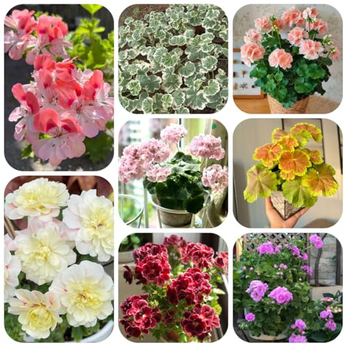 geranien stehend - pelargonium - winterharte kübelpflanzen seltene, wildblumen wiesensaatgut, schattenpflanzen blumenwiese mehrjährig bio 200samen