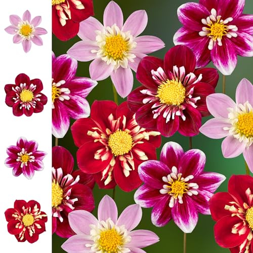 Bulbes de Dahlias 8 x 'The Impressions Collection ' - The Bulb Farmers - Été - Cultivé aux Pays-Bas -Bulbes de Dahlias -Bulbes à fleurs