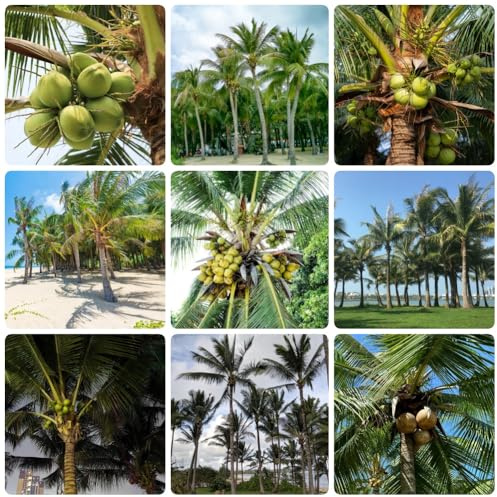 semi di palma da cocco, semi di esotiche Cocos nucifera, vecchie varietà frutteto esotici rare 50pcs