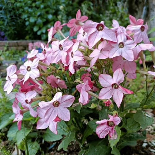 semi di tabacco biologici - balcone giardino perenni aiuole rialzate rustiche 50pcs