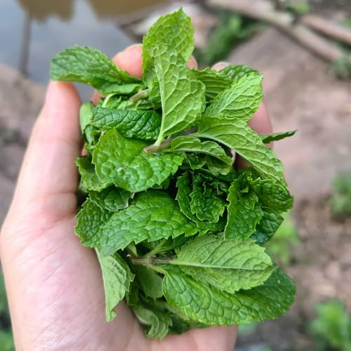 menta marroquí - jardín del balcón de semillas de 350pcs