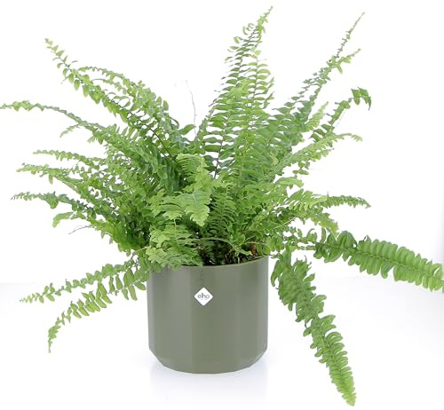 KENTIS - Nephrolepis Exaltata Green Lady - Piante Purifica Aria da Interno - H 30-40 cm Vaso Ø 14 cm