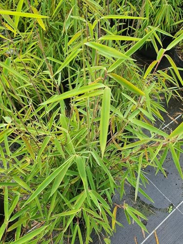 Schirmbambus Geysir - Fargesia nitida Geysir - 60-80cm