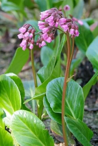 Bergenia Cordifolia 'Flor otoñal' - 60 unidades - 10-25 cm - Ø9 cm