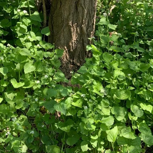 semillas de mostaza de ajo, otoño resistentes, silvestres mostaza ajo exóticas resistentes, jardín 100pcs